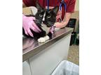 Adopt Calvin a Domestic Shorthair / Mixed (short coat) cat in Pratt
