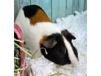 Adopt Douglas a Black Guinea Pig / Guinea Pig / Mixed (short coat) small animal