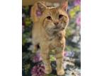 Adopt Sorin a Orange or Red Domestic Shorthair / Mixed (short coat) cat in