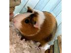 Adopt Mina a Orange Guinea Pig / Guinea Pig / Mixed (short coat) small animal in