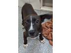 Adopt Maria a Black Mixed Breed (Medium) / Mixed dog in Joshua, TX (41266592)