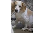Adopt Blondie (Bonded with Winnie) a White Beagle / Mixed dog in Ottumwa