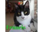 Adopt Francis a All Black Domestic Shorthair / Domestic Shorthair / Mixed cat in