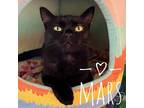 Adopt Mars a All Black Domestic Mediumhair / Domestic Shorthair / Mixed cat in