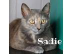 Adopt Sadie a Gray or Blue Domestic Shorthair / Mixed Breed (Medium) / Mixed