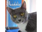 Adopt Maddie a Gray or Blue Domestic Shorthair / Mixed Breed (Medium) / Mixed