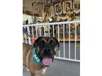 Adopt Tucker (IN FOSTER) a Tan/Yellow/Fawn Mastiff / Mixed dog in Newport News
