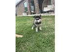 Adopt Koda a Black - with White Siberian Husky / Mixed dog in Dallas