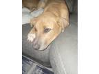 Adopt Bailey a Tan/Yellow/Fawn Mutt / Mixed dog in Aurora, CO (41299121)