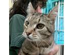 Adopt Condorman a Brown or Chocolate Domestic Shorthair / Domestic Shorthair /