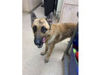 Adopt F24 FC 355 Rocky a Tan/Yellow/Fawn German Shepherd Dog / Mixed dog in La