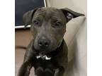 Adopt Spider a Gray/Blue/Silver/Salt & Pepper American Pit Bull Terrier / Mixed