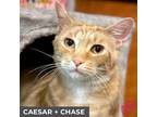 Adopt Caesar (bonded with Chase) a Orange or Red Tabby Domestic Shorthair (short