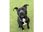 Adopt Momma a Black American Pit Bull Terrier / Mixed Breed (Medium) / Mixed