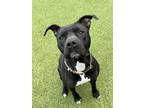 Adopt Momma a Black American Pit Bull Terrier / Mixed dog in Fishers