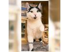 Adopt Domino a Black & White or Tuxedo Domestic Shorthair (short coat) cat in