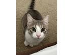 Adopt Leo a Tiger Striped American Shorthair / Mixed (medium coat) cat in