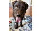 Adopt Jeter a Brown/Chocolate Pit Bull Terrier / Poodle (Standard) / Mixed dog