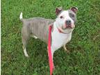 Adopt Baby a White - with Gray or Silver Pit Bull Terrier / Mixed dog in