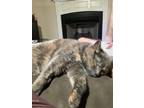 Adopt Spency a Calico or Dilute Calico American Shorthair / Mixed (short coat)