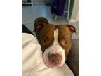 Adopt Big Boy a Red/Golden/Orange/Chestnut - with White American Pit Bull