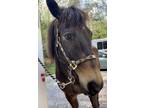 Adopt Horatio a Bay Appaloosa / Saddlebred horse in Greeneville, TN (41306833)