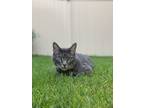 Adopt Milo a Gray, Blue or Silver Tabby Domestic Shorthair / Mixed (short coat)