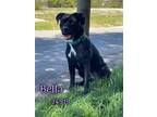Adopt Bella a Black - with White Labrador Retriever / Mixed dog in Oak Ridge