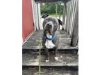 Adopt Leland a Gray/Blue/Silver/Salt & Pepper Mixed Breed (Large) / Mixed dog in