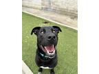 Adopt BANDIT a Black Retriever (Unknown Type) / Mixed dog in San Antonio
