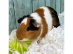 Adopt Sammy a Orange Guinea Pig / Guinea Pig / Mixed (short coat) small animal