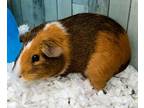Adopt Nina a Orange Guinea Pig / Guinea Pig / Mixed (short coat) small animal in