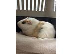 Adopt Oliver(bonded With Sheldon) a Guinea Pig small animal in Brockville