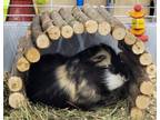 Adopt Sheldon(bonded With Oliver) a Guinea Pig small animal in Brockville