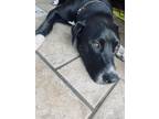 Adopt Bo a Black - with White Labrador Retriever / Mixed dog in Nixa