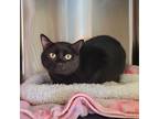 Adopt Raven a Domestic Shorthair / Mixed cat in Knoxville, TN (41301316)