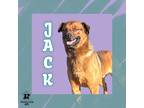 Adopt Jack a Brown/Chocolate Mixed Breed (Large) / Mixed dog in Ashtabula