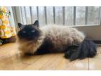 Adopt REESE a Tan or Fawn Domestic Mediumhair / Mixed (medium coat) cat in