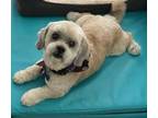 Adopt Bentley a White Shih Tzu / Mixed dog in Los Angeles, CA (40765336)