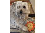Adopt Toni a Tricolor (Tan/Brown & Black & White) Havanese / Mixed dog in