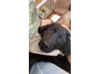 Adopt Bucky a Black Golden Retriever / Bernese Mountain Dog / Mixed dog in Great