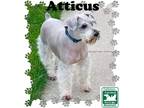 Adopt Atticus a Gray/Silver/Salt & Pepper - with White Schnauzer (Miniature) /
