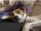 Adopt Bella a Tricolor (Tan/Brown & Black & White) Beagle / Jack Russell Terrier