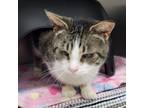 Adopt Benjamin a Domestic Shorthair / Mixed (short coat) cat in Medford