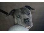 Adopt Fenrir a Brown/Chocolate - with White American Pit Bull Terrier / Mixed