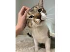 Adopt Butchie a Gray, Blue or Silver Tabby Domestic Shorthair (short coat) cat