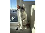 Adopt Waffles a Gray, Blue or Silver Tabby Domestic Shorthair (short coat) cat