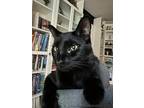 Adopt Norman a All Black Domestic Shorthair / Mixed (short coat) cat in Norwalk
