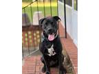 Adopt Allison a Black - with White Mutt / Mixed dog in Kathleen, GA (41306623)