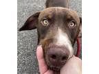 Adopt Stitch a Brown/Chocolate Pointer / Mixed dog in Jefferson, NJ (41267254)